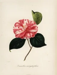 Camellia japonica variëteit, Camellia variegata plena