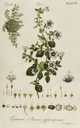 Windekruid: Teganium f. Atropa gymnosperma uit "Plantae Rariores"