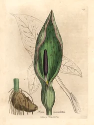 Gevlekte aronskelk, Arum maculatum, uit een botanische illustratie van James Sowerby uit William Woodville en Sir William Jackson Hooker