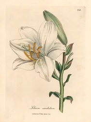 Gewone witte lelie, Lilium candidum, uit een botanische illustratie door James Sowerby uit William Woodville en Sir William Jackson Hooker