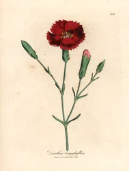 Karmozijnrode anjer, kruidnagelroze, Dianthus caryophyllus, uit een botanische illustratie door James Sowerby uit William Woodville en Sir William Jackson Hooker