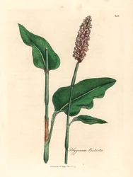 Adderwortel, Polygonum bistorta, uit een botanische illustratie door James Sowerby uit William Woodville en Sir William Jackson Hooker