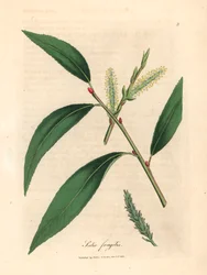 Bladeren en katjes van de kraakwilgenboom, Salix fragilis, uit een botanische illustratie van James Sowerby uit William Woodville en Sir William Jackson Hooker