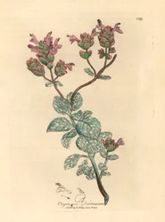 Lila bloeiende dictamnus van Kreta, Origanum dictamnus, uit een botanische illustratie door James Sowerby uit William Woodville en Sir William Jackson Hooker