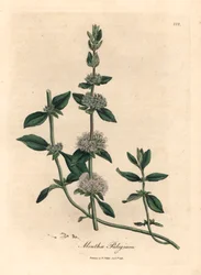 Lila bloeiende polei munt, Mentha pulegium, uit een botanische illustratie door James Sowerby uit William Woodville en Sir William Jackson Hooker