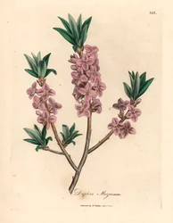 Roze bloeiende mezereon, Daphne mezereum, uit een botanische illustratie door James Sowerby uit William Woodville en Sir William Jackson Hooker