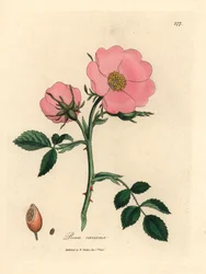 Roze hondsroos met rozenbottel, Rosa canina, uit een botanische illustratie van James Sowerby uit William Woodville en Sir William Jackson Hooker