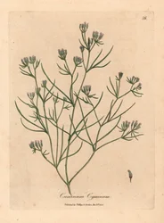 Roze bloemige komijn, Cuminum cyminum, uit een botanische illustratie van James Sowerby uit William Woodville en Sir William Jackson Hooker