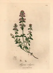 Roze bloeiende tuimthijm, Thymus vulgaris, uit een botanische illustratie door James Sowerby uit William Woodville en Sir William Jackson Hooker