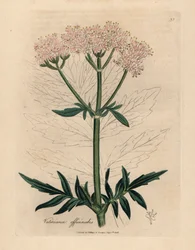 Roze bloeiende valeriaan, Valeriana officinalis, uit een botanische illustratie van James Sowerby uit William Woodville en Sir William Jackson Hooker