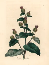 Paarse bloeiende klis, Arctium lappa, uit een botanische illustratie door James Sowerby uit William Woodville en Sir William Jackson Hooker