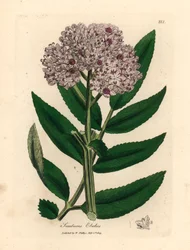 Paarse bloeiende dwergvlierboom, Sambucus ebulus, uit een botanische illustratie door James Sowerby uit William Woodville en Sir William Jackson Hooker