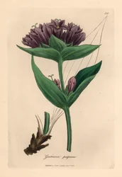 Paarse gentiaan, Gentiana purpurea, uit een botanische illustratie door James Sowerby uit William Woodville en Sir William Jackson Hooker