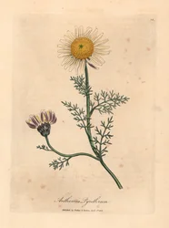 Wit en geel Spaanse kamille, Anthemis pyrethrum, uit een botanische illustratie van James Sowerby uit William Woodville en Sir William Jackson Hooker