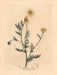 Wit en geel bloeiende kamille, Anthemis nobilis, uit een botanische illustratie door James Sowerby uit William Woodville en Sir William Jackson Hooker