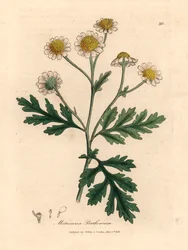 Wit en geelbloemige moederkruid, Matricaria parthenium, uit een botanische illustratie van James Sowerby uit William Woodville en Sir William Jackson Hooker