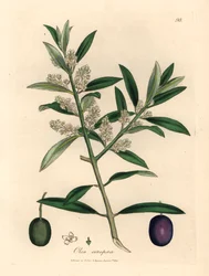 Witte bloeiende Europese olijfboom met fruit, Olea europaea, uit een botanische illustratie van James Sowerby uit William Woodville en Sir William Jackson Hooker