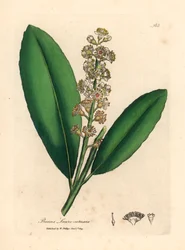 Witbloeiende laurierkersboom, Prunus laurocerasus, uit een botanische illustratie door James Sowerby uit William Woodville en Sir William Jackson Hooker