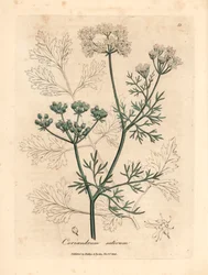 Witbloemige koriander, Coriandrum sativum, uit een botanische illustratie van James Sowerby uit William Woodville en Sir William Jackson Hooker