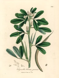 Witte bloeiende fenegriek met zaadpeul, Trigonella foenum graecum, uit een botanische illustratie door James Sowerby uit William Woodville en Sir William Jackson Hooker