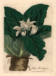 Witbloeiende alruin, Atropa mandragora, uit een botanische illustratie door James Sowerby uit William Woodville en Sir William Jackson Hooker