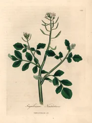 Witbloeiende waterkers, Sisymbrium nasturtium, uit een botanische illustratie van James Sowerby uit William Woodville en Sir William Jackson Hooker