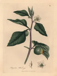 Witbloeiende winterkers, Physalis alkekengi, uit een botanische illustratie door James Sowerby uit William Woodville en Sir William Jackson Hooker