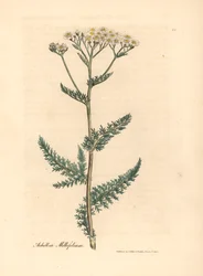 Witte bloeiende duizendblad of duizendblad, Achillea millefolium, uit een botanische illustratie door James Sowerby uit William Woodville en Sir William Jackson Hooker