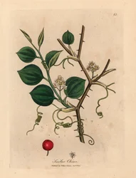 Witte bloemen, ranken en rode bes van Chinese smilax, uit een botanische illustratie van James Sowerby uit William Woodville en Sir William Jackson Hooker