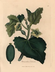 Gele bloem, bladeren en vrucht van de spuitkomkommer, Momordica elaterium, uit een botanische illustratie door James Sowerby uit William Woodville en Sir William Jackson Hooker