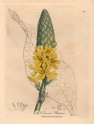 Gele bloeiende grote breedbladige toorts, Verbascum thapsus, uit een botanische illustratie door James Sowerby uit William Woodville en Sir William Jackson Hooker