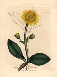 Gele bloeiende bergarnica, Arnica montana, uit een botanische illustratie door James Sowerby uit William Woodville en Sir William Jackson Hooker