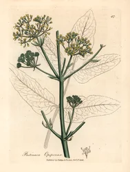 Gele bloeiende opopanax of ruwe pastinaak, Pastinaca opopanax, uit een botanische illustratie van James Sowerby uit William Woodville en Sir William Jackson Hooker