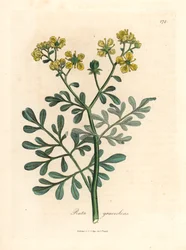 Geelbloeiende wijnruit, Ruta graveolens, uit een botanische illustratie van James Sowerby uit William Woodville en Sir William Jackson Hooker