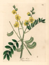 Geelbloemige senna of Egyptische cassia met zaaddozen, Cassia senna, uit een botanische illustratie van James Sowerby uit William Woodville en Sir William Jackson Hooker