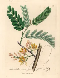 Geelbloeiende tamarindeboom, Tamarindus indica, uit een botanische illustratie van James Sowerby uit William Woodville en Sir William Jackson Hooker