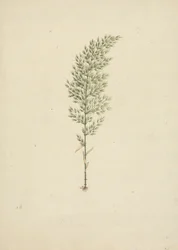Arundinaria alpina K. Schum. (Afrikaanse bamboe): afgewerkte tekening van gewoonte met wortels