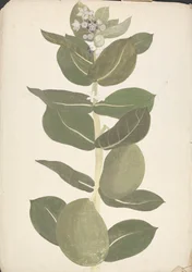 Calotropis procera (Ait.) Ait. f. (Appel van Sodom, Oorboom): afgewerkte tekening van bloeiende en vruchtdragende plant