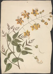 Cassia Fistula (Zuiverende cassia): afgewerkte tekening van een bladrijke scheut met bloemen