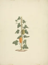 Cucumis metuliferus Naud (wilde komkommer): afgewerkte tekening