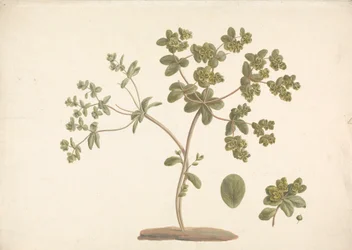 Euphorbia helioscopia L. (Zonnekruid): tekening van bloeiende plant met details van bloemen, blad en vrucht