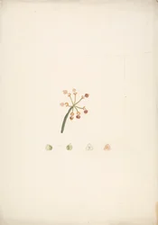 Euphorbia nubica N.E. Br. (Nubische wolfsmelk): afgewerkte tekening van bloeiende en vruchtende scheut, met details van bloemdissecties