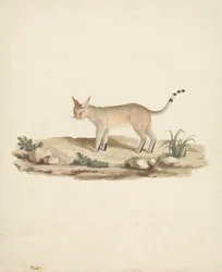 Felis caligata (laarslynx)