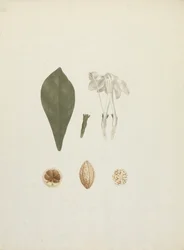 Gardenia ternifolia Schum. & Thonn. (Jovis-Tonantis): afgewerkte tekening met extra detail van fruit