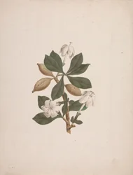 Gardenia ternifolia Schum. & Thonn. (Wilde Gardenia): afgewerkte tekening