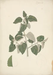 Labiatae (onbepaalde soort): afgewerkte tekening van een bladrijke scheut, zonder bloemen