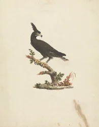Lophaetus occipitalis (Langkuifarend)