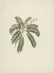 Millettia ferruginea (Hochst) Baker: afgewerkte tekening