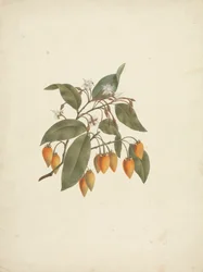 Mimusops kummel A. DC.: afgewerkte tekening met enkele bloemen