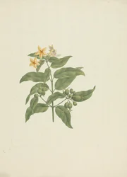 Mussaenda arcuata Lam. ex Poir.: afgewerkte tekening zonder details